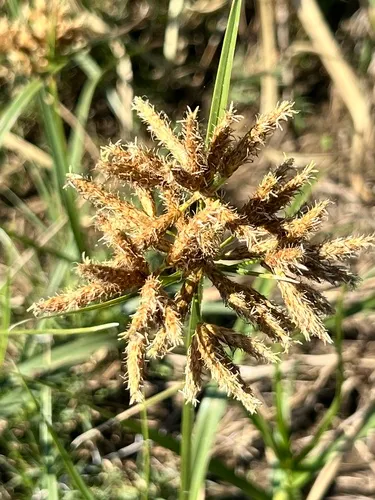 Tuberous Bulrush