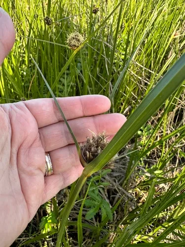 Cosmopolitan Bulrush