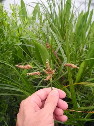 New England Bulrush