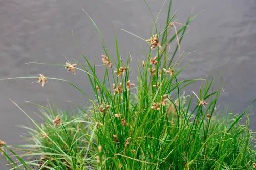Sturdy Bulrush