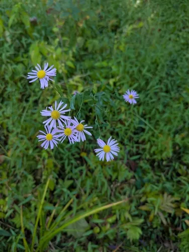 Mountain Doll's Daisy