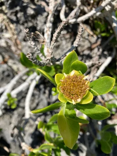 Tree Seaside Tansy — photo by monkeyjodey