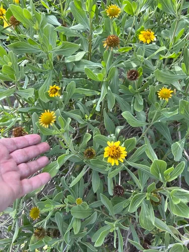 Bushy Seaside Tansy