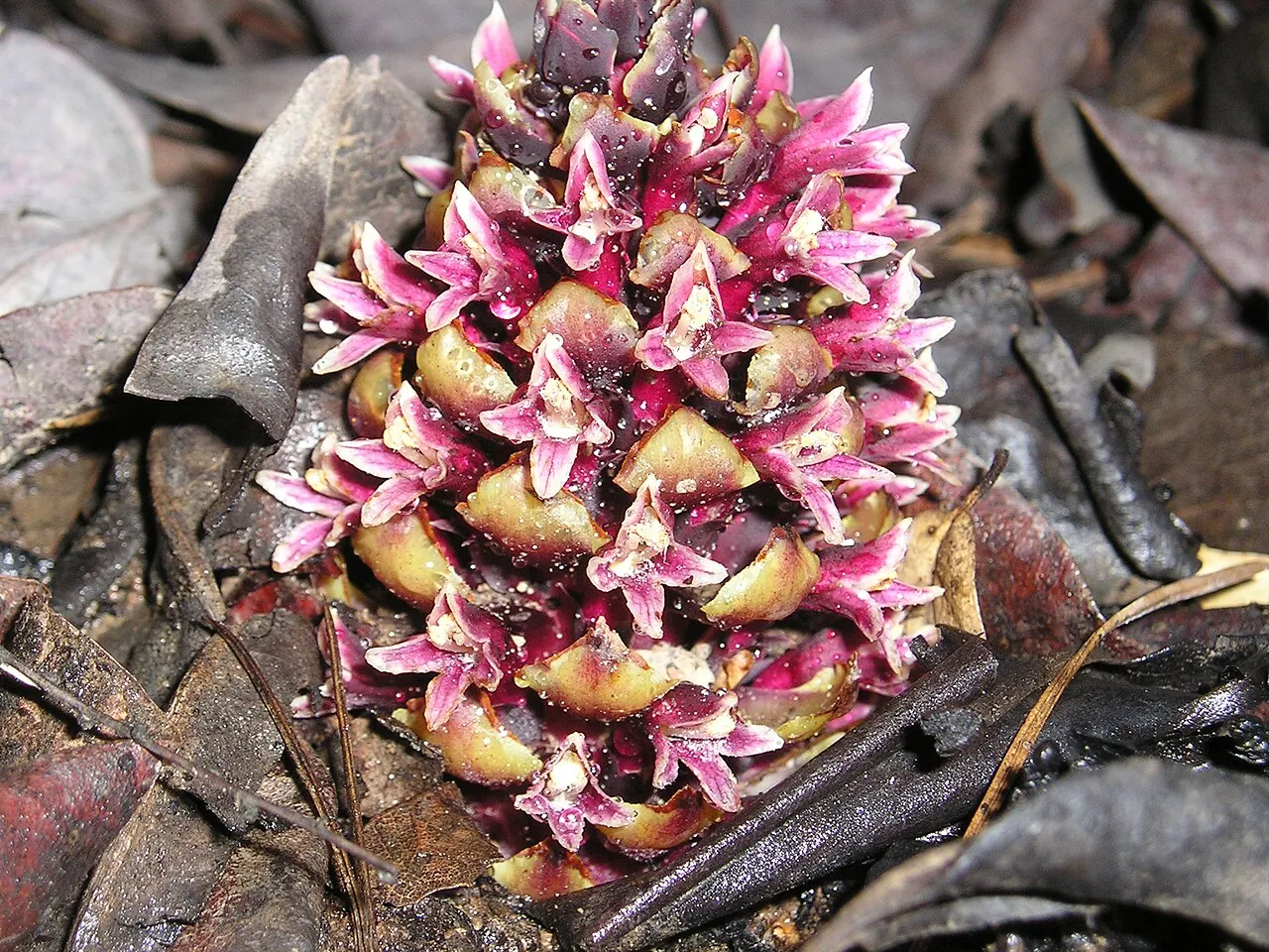 California Groundcone — photo by This image was created by user BakerSt10 at Mushroom Observer , a source for…