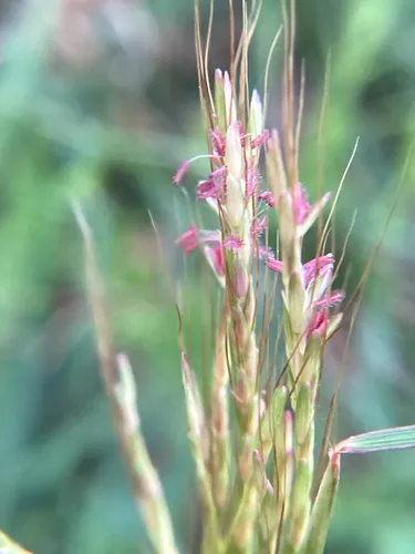 Caucasian Bluestem — photo by catsear