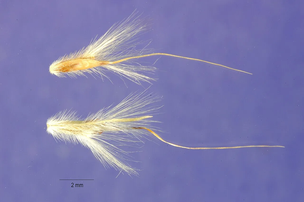 Edwards Plateau Beardgrass