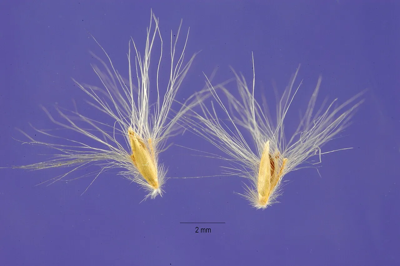 Awnless Beardgrass