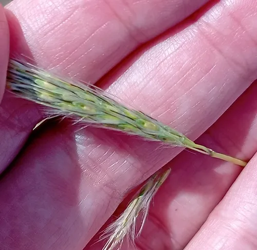 Hybrid Beardgrass