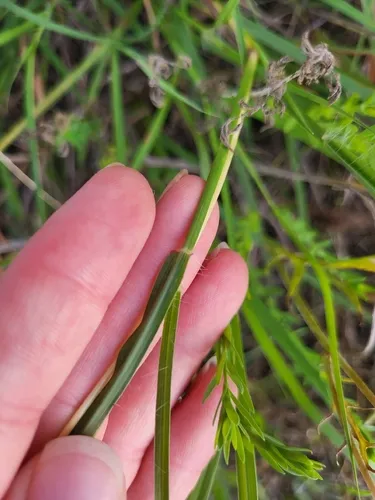 Yellow Bluestem (var. ischaemum) — photo by maplesarup