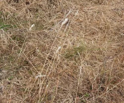 Silver Beardgrass