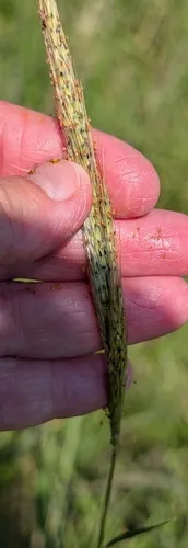 Longspike Beardgrass