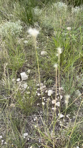 Springfield's Beardgrass — photo by soonercaro