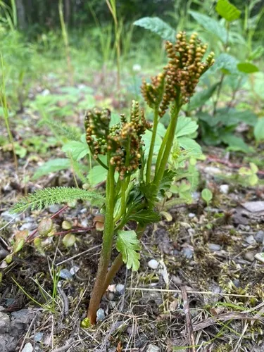 Alaska Moonwort