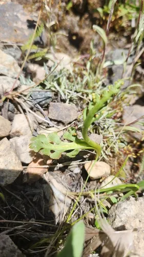 Trianglelobe Moonwort — photo by Mike