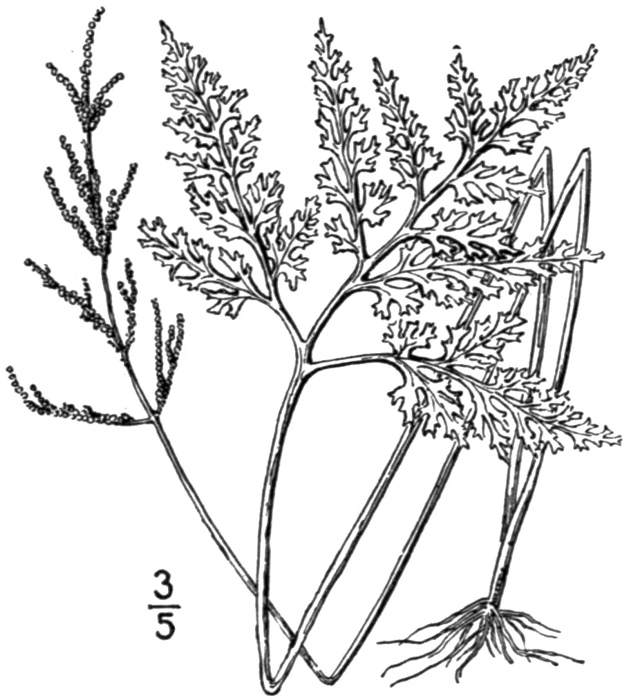 Cutleaf Grapefern