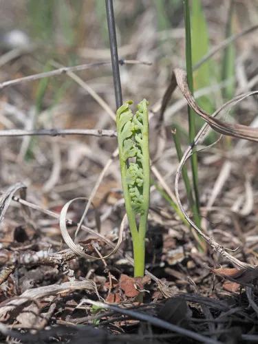 Frenchman's Bluff Grapefern — photo by Ben Legler
