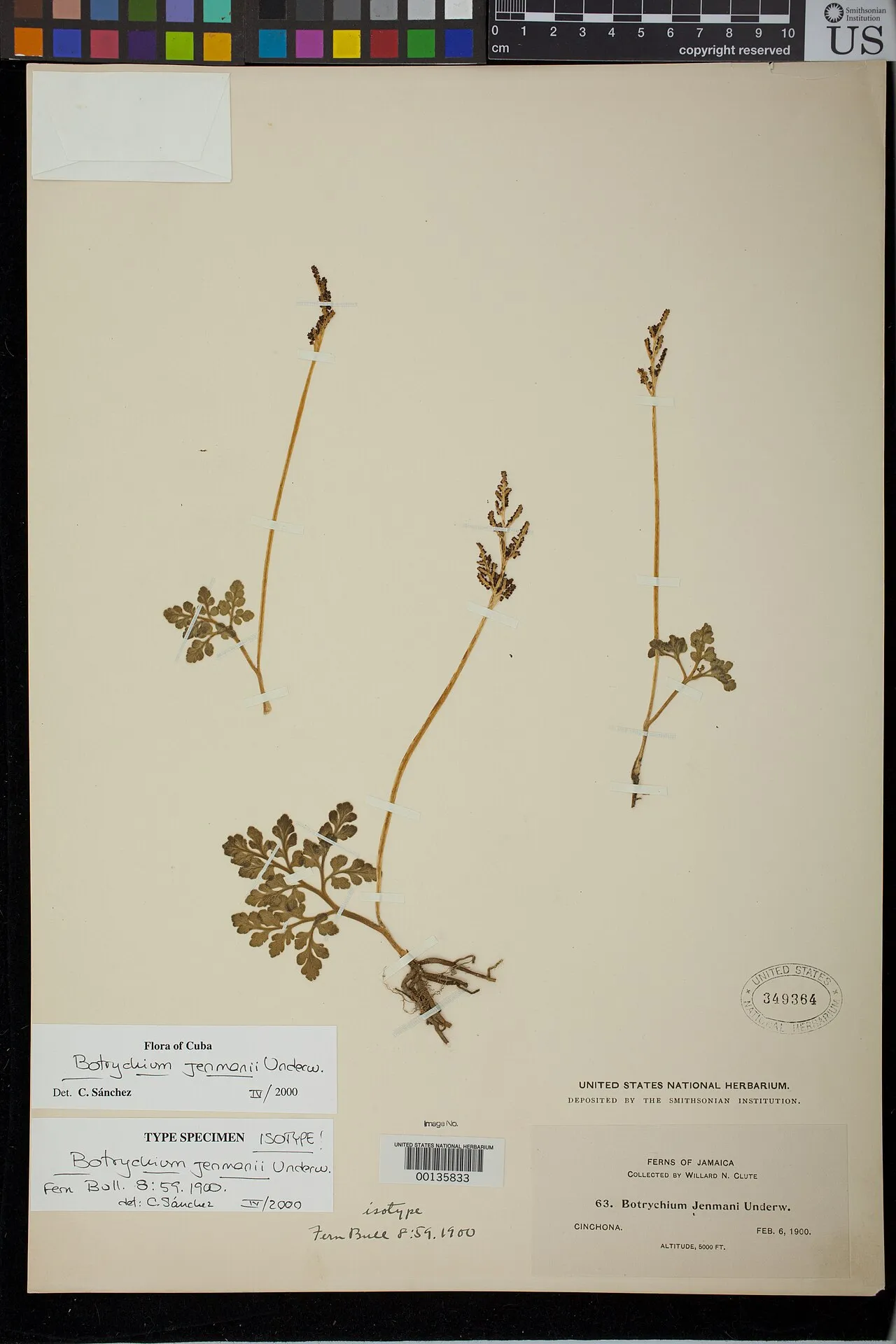 Dixie Grapefern