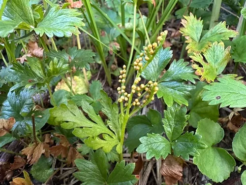 Lanceleaf Grapefern — photo by jareddodson