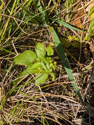 Common Moonwort