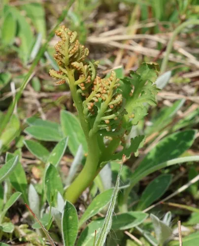 Matricary Grapefern — photo by Andrejus Gaidamavičius
