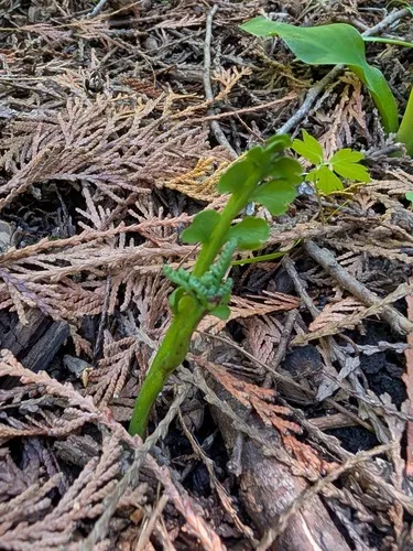Mingan Moonwort — photo by Peter