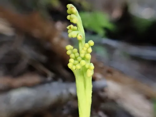 Mountain Moonwort — photo by Tyson Ehlers