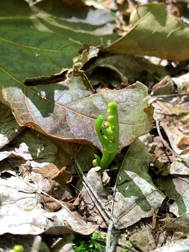 Little Goblin Moonwort — photo by Bobby