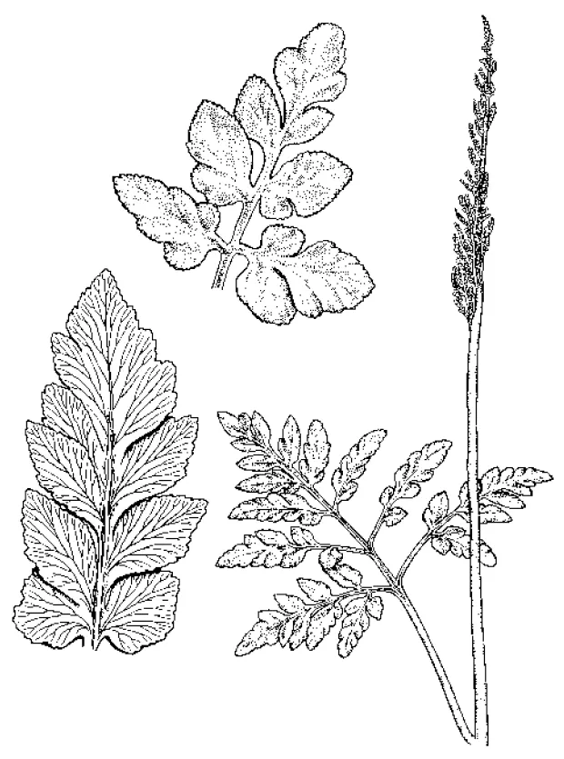Bluntlobe Grapefern
