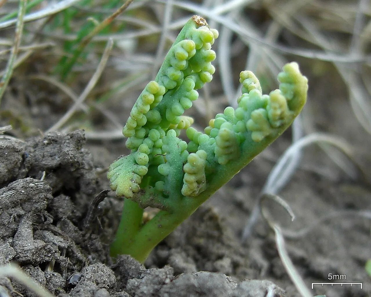 Peculiar Moonwort — photo by pellaea