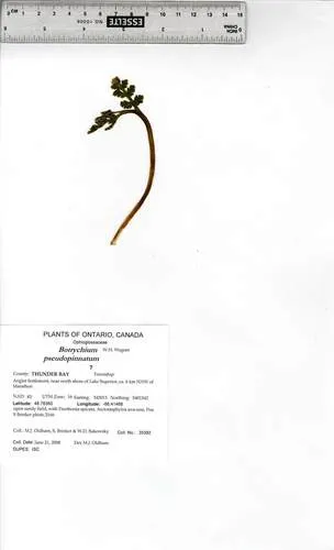 False Daisyleaf Moonwort