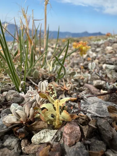 Crater Lake Grapefern