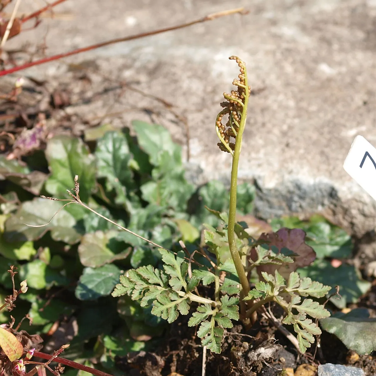 Ternate Grapefern — photo by Wikimedia Commons
