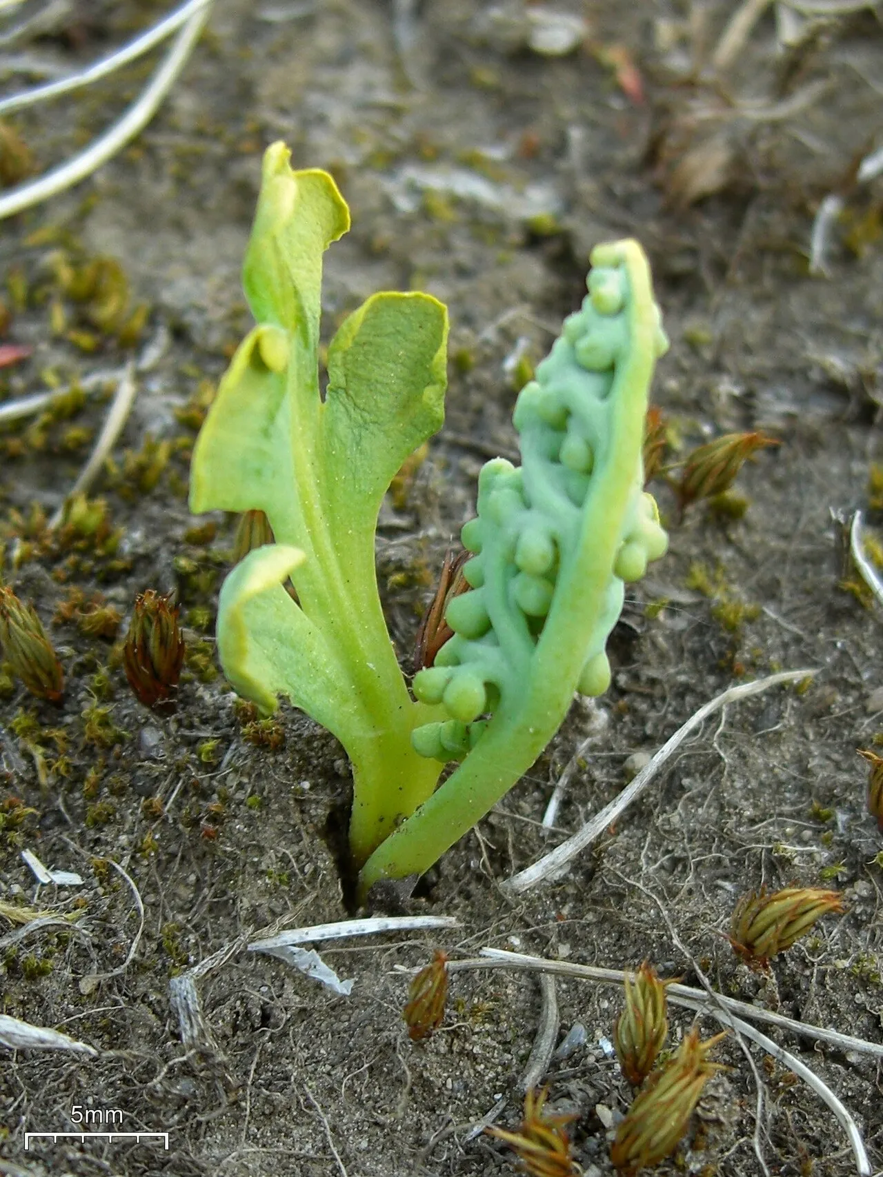 Little Grapefern — photo by Jason Hollinger