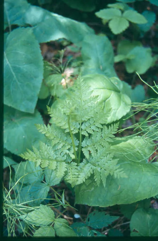 Rattlesnake Fern — photo by Superior National Forest