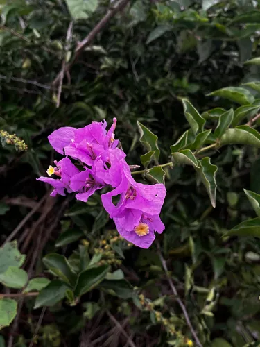 Paperflower