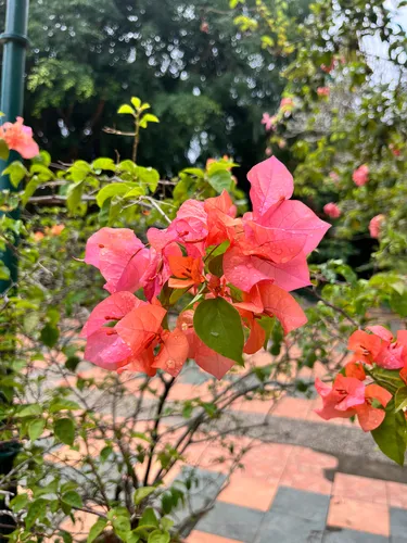 Great Bougainvillea — photo by nazwa_sn