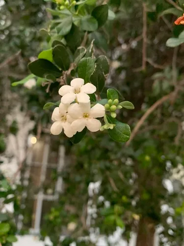 Roble De Guayo