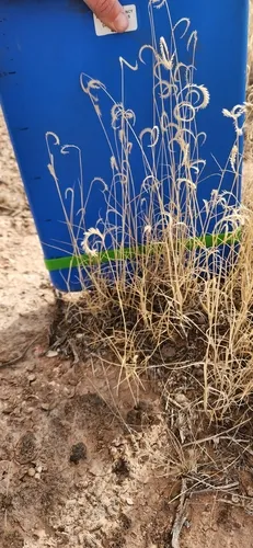 Gypsum Grama