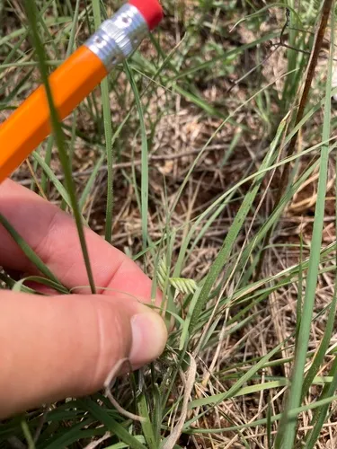 Buffalograss