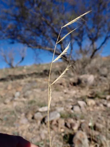 Black Grama