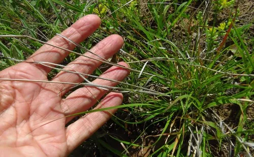 Hairy Grama