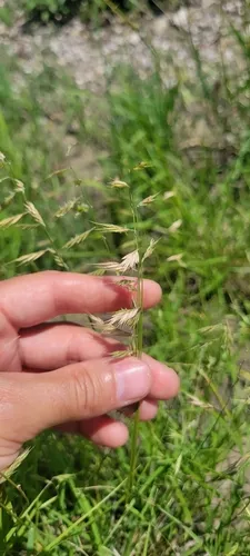 Slender Grama — photo by dirtbagbotany