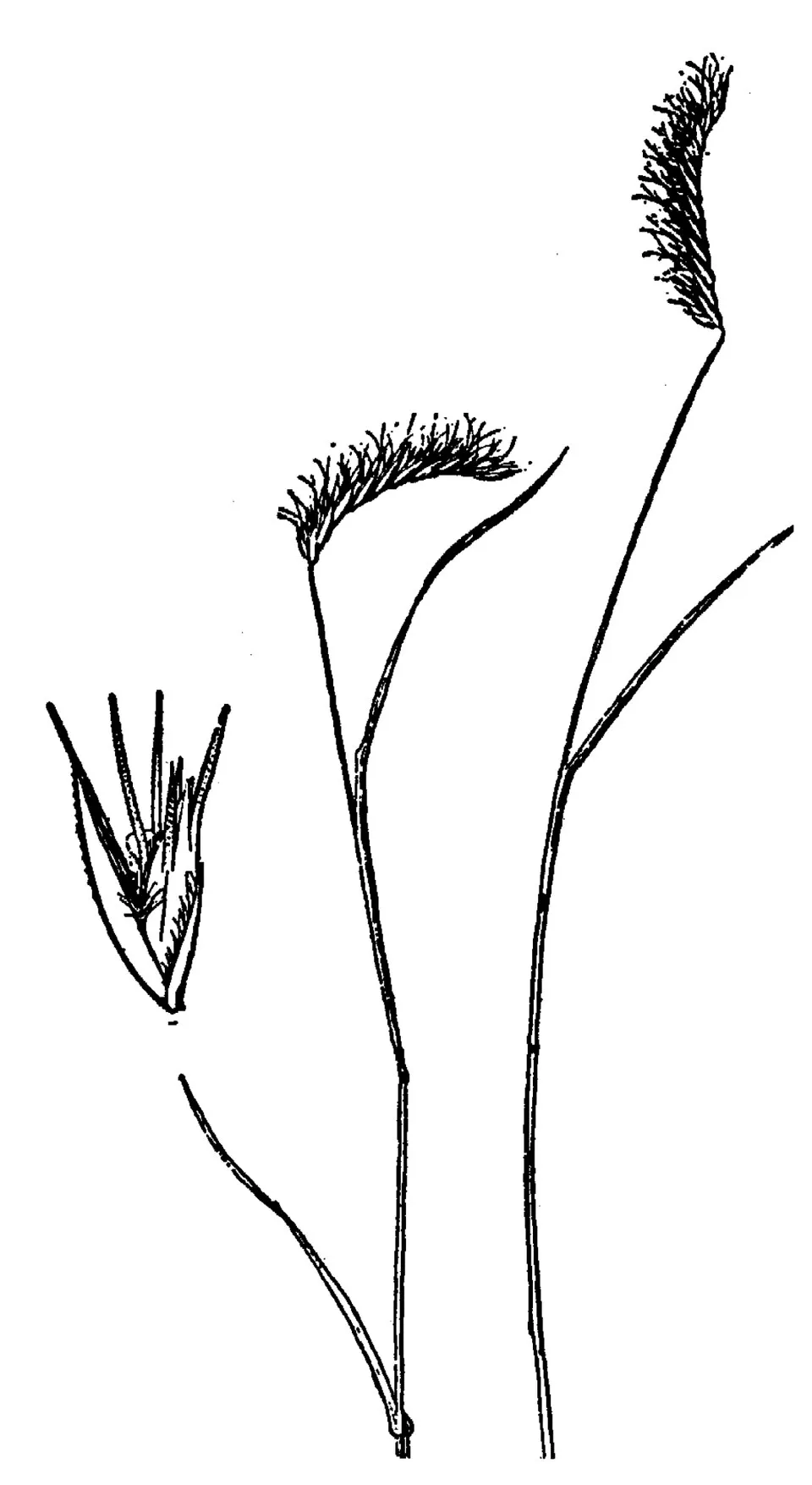 Matted Grama — photo by USDA-NRCS PLANTS Database / Hitchcock, A.S. (rev. A. Chase). 1950. Manual of…