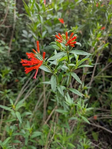 Firecrackerbush — photo by wamishu_