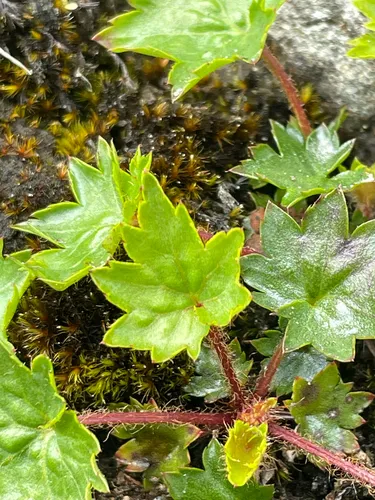 Coastal Brookfoam