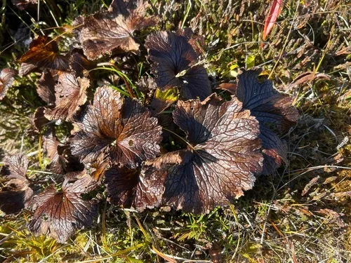 Richardson's Brookfoam