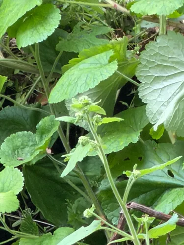 Roundleaf Brookfoam