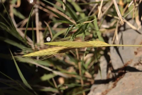 Purple False Brome — photo by Noé Fleury Frouart