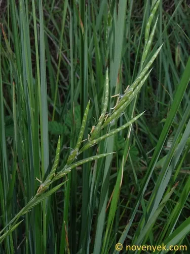 Thinleaf False Brome