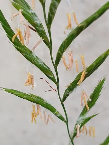 Heath False Brome